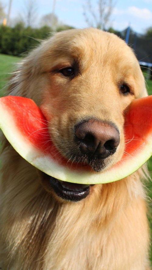 娱乐吃瓜酱监控小狗,小狗日常萌态大曝光!  第3张 娱乐吃瓜酱监控小狗,小狗日常萌态大曝光!  第3张