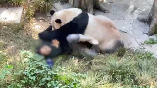 娱乐大爆料熊猫,熊猫明星的幕后故事大揭秘  第3张 娱乐大爆料熊猫,熊猫明星的幕后故事大揭秘  第3张